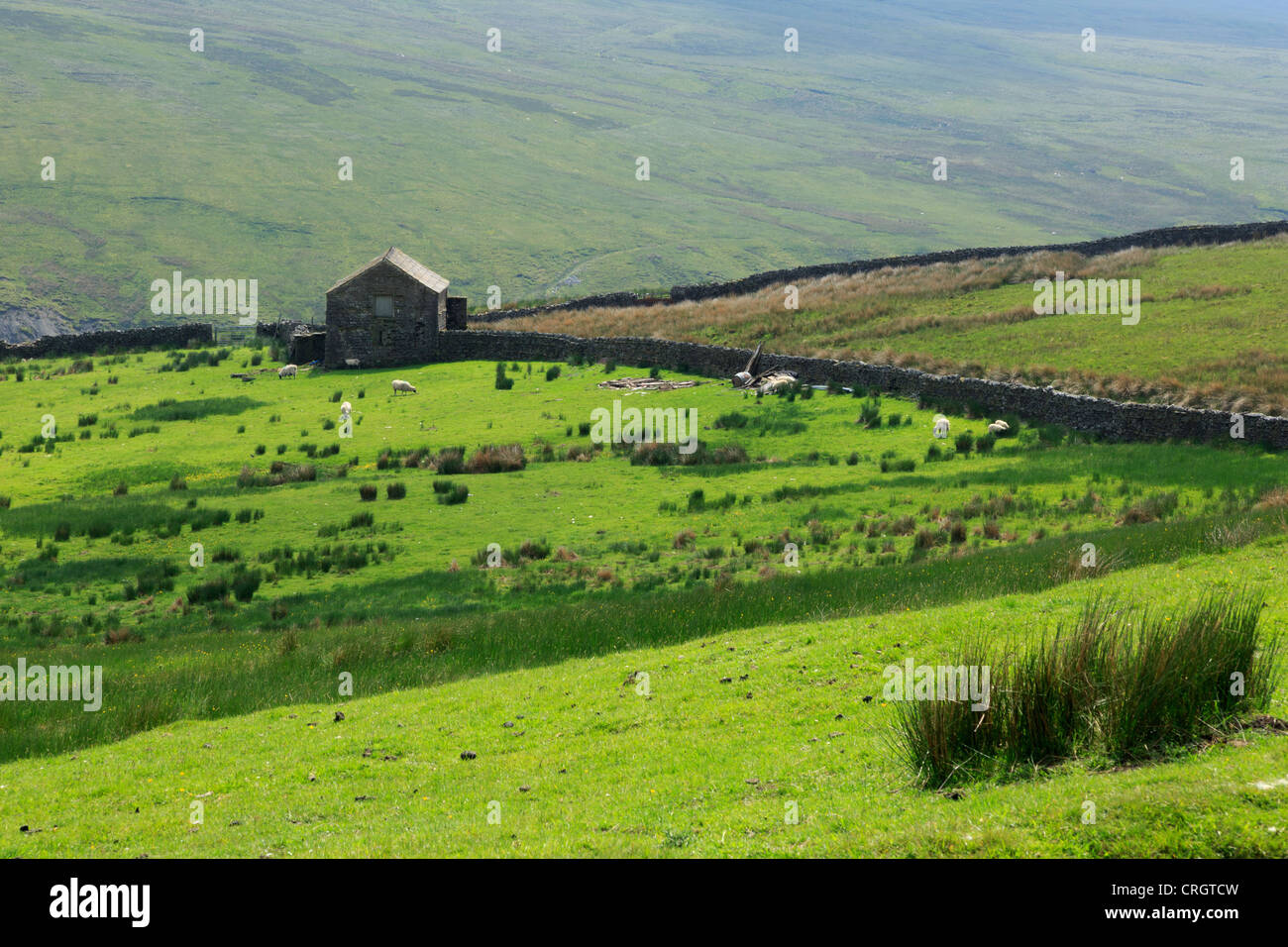 Sheep graze in a pasture in Swaledale, North Yorkshire Stock Photo