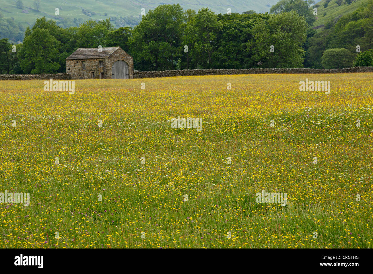 Field of buttercups and stone barn, Swaledale, North Yorkshire Stock Photo