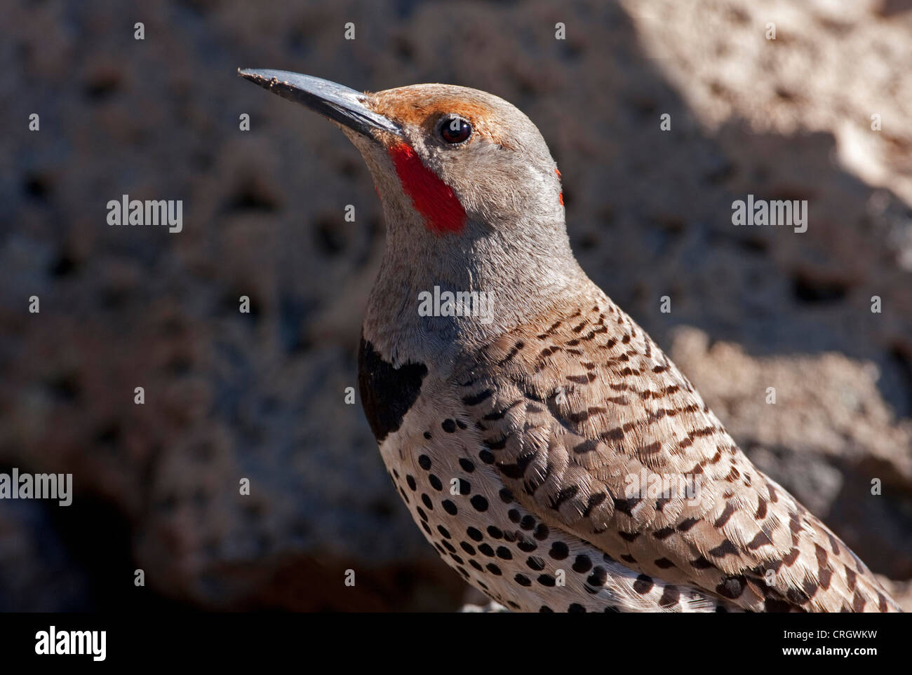 Northern Flicker (Colaptes auratus) Red-Shafted male close-up by a small pond at Cabin Lake, Oregon, USA in June Stock Photo