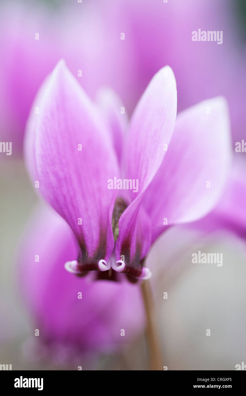 Cyclamen hederifolium 'Ruby glow', Close up of a pink flower. Stock Photo