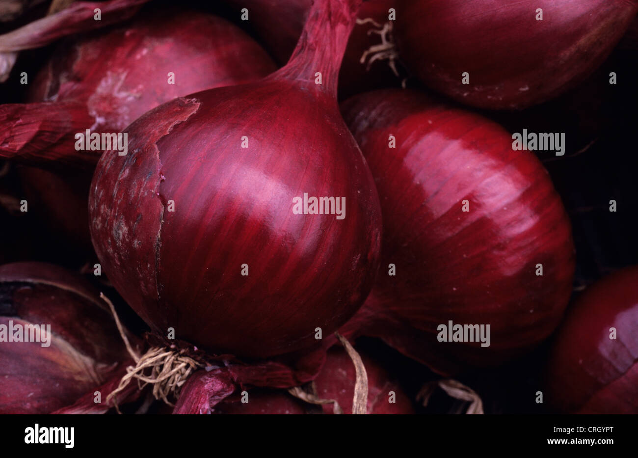 Allium cepa, Onion, Red onion Stock Photo