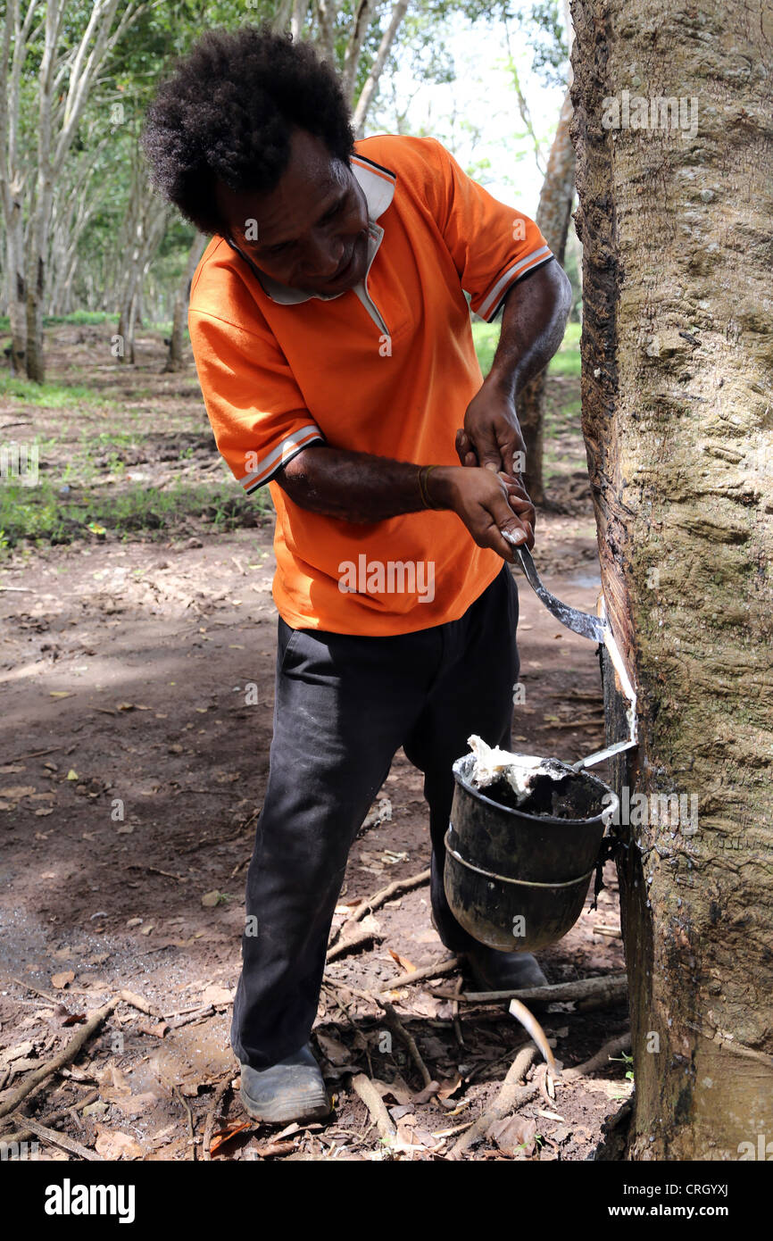 Extraction of latex from rubber trees, Central Province, Papua New Guinea Stock Photo