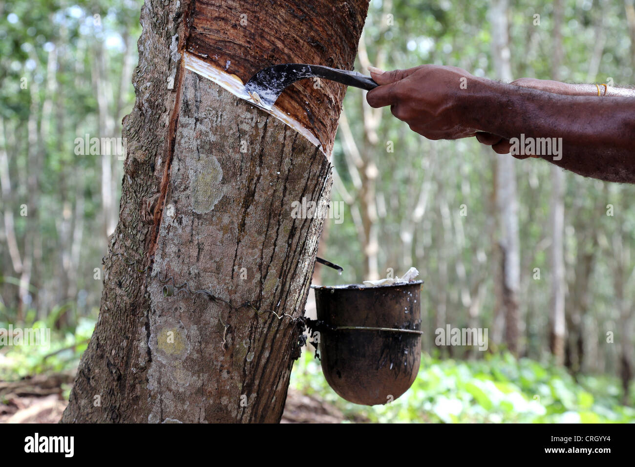 Extraction of latex from rubber trees, Central Province, Papua New Guinea Stock Photo