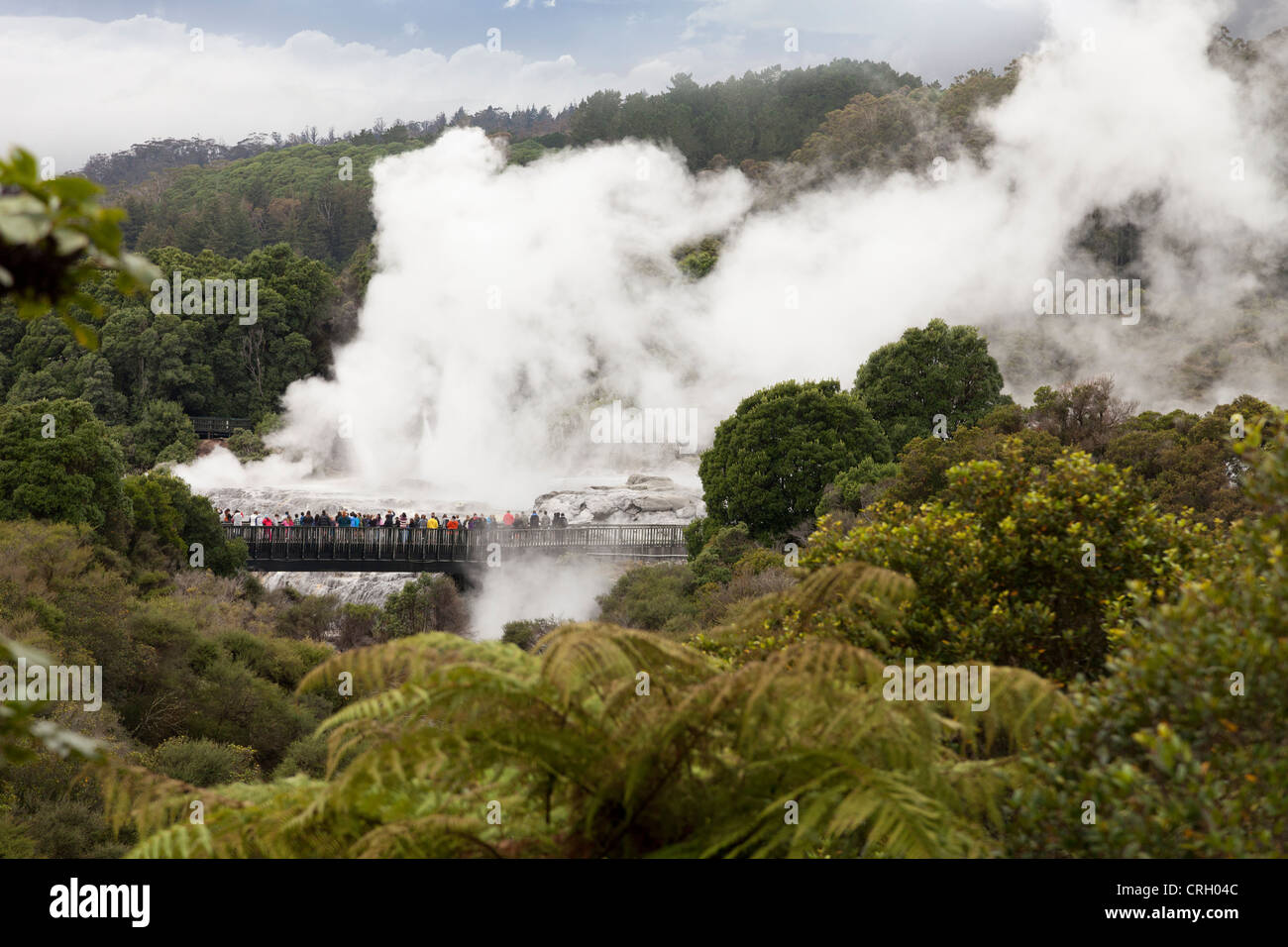 Primaeval scene at Te Puia geothermal area, Rotorua, New Zealand 6 Stock Photo