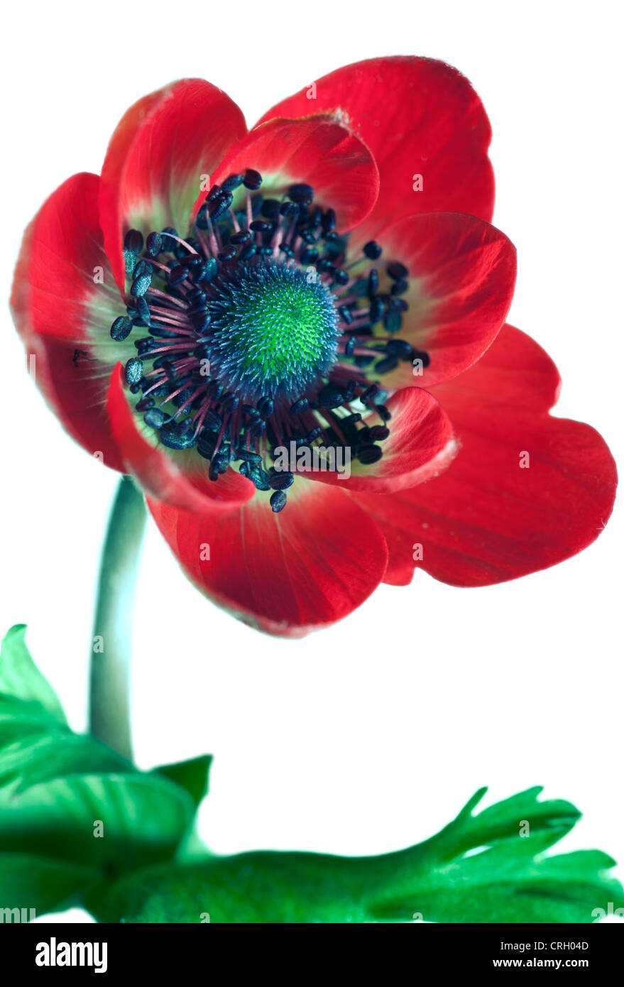 Anemone de caen hi-res stock photography and images - Alamy