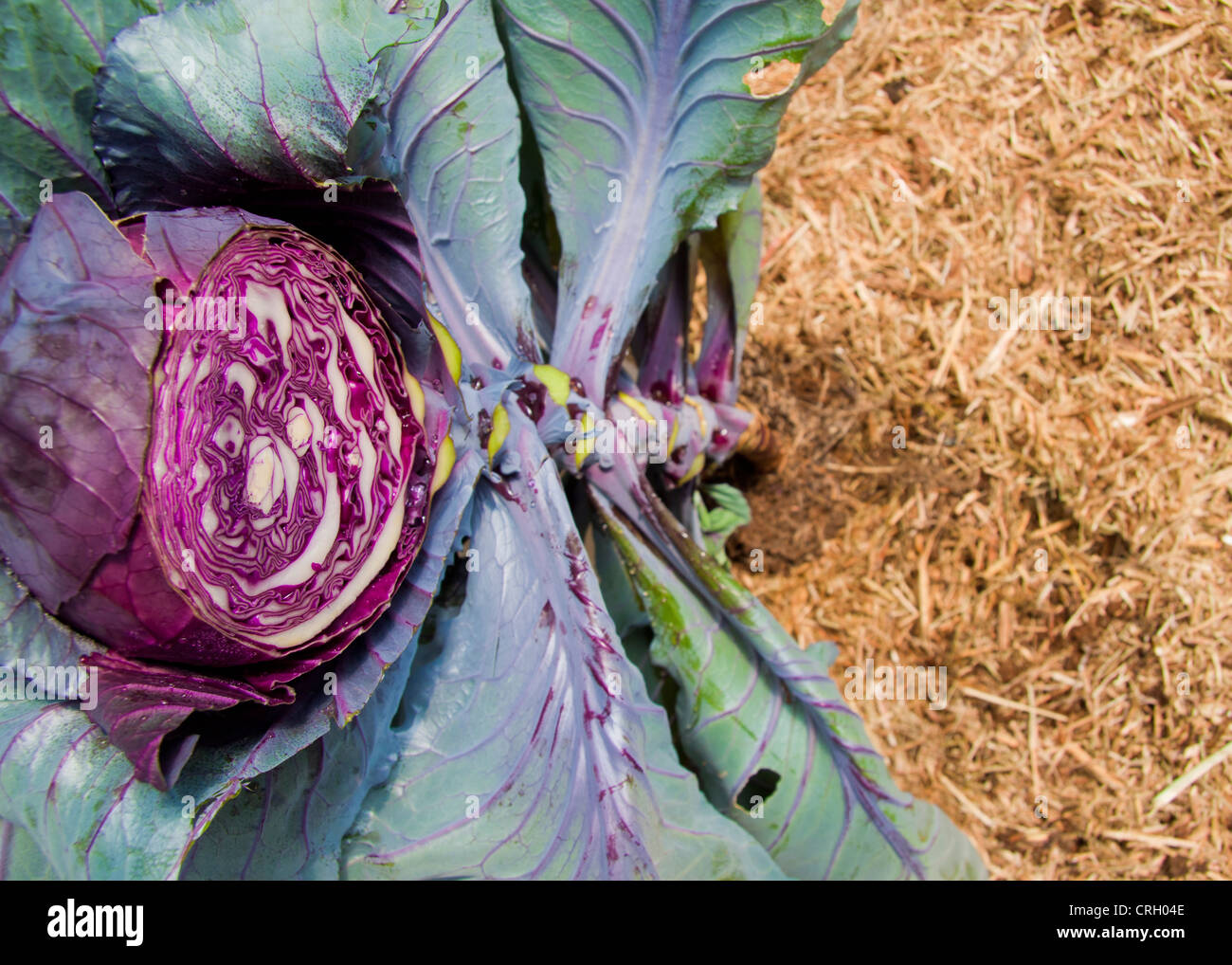 Purple Cabbage sliced in half with hay background Stock Photo
