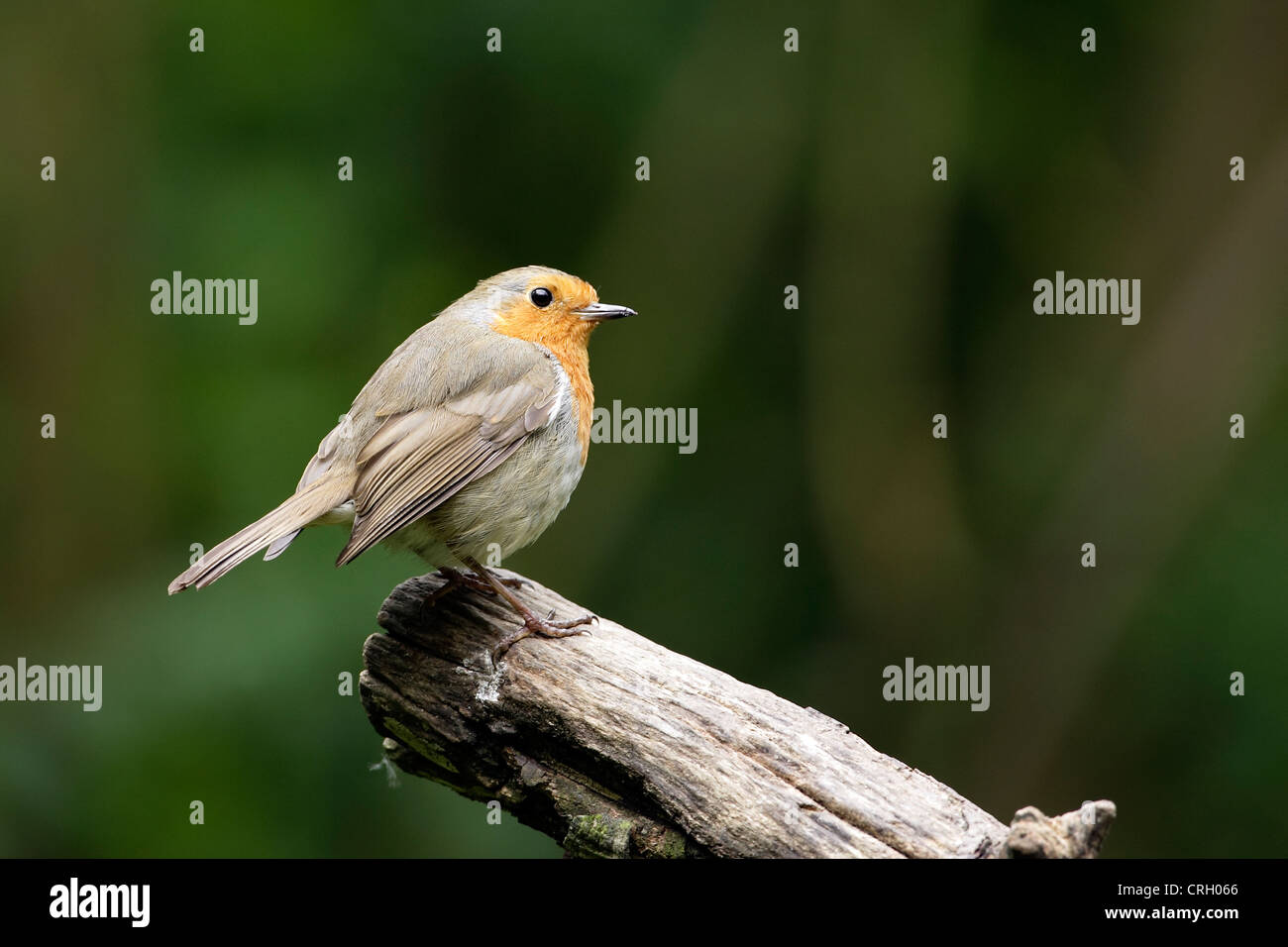 A Robin (Erithacus rubecula) perched alertly on a tree stump. Stock Photo