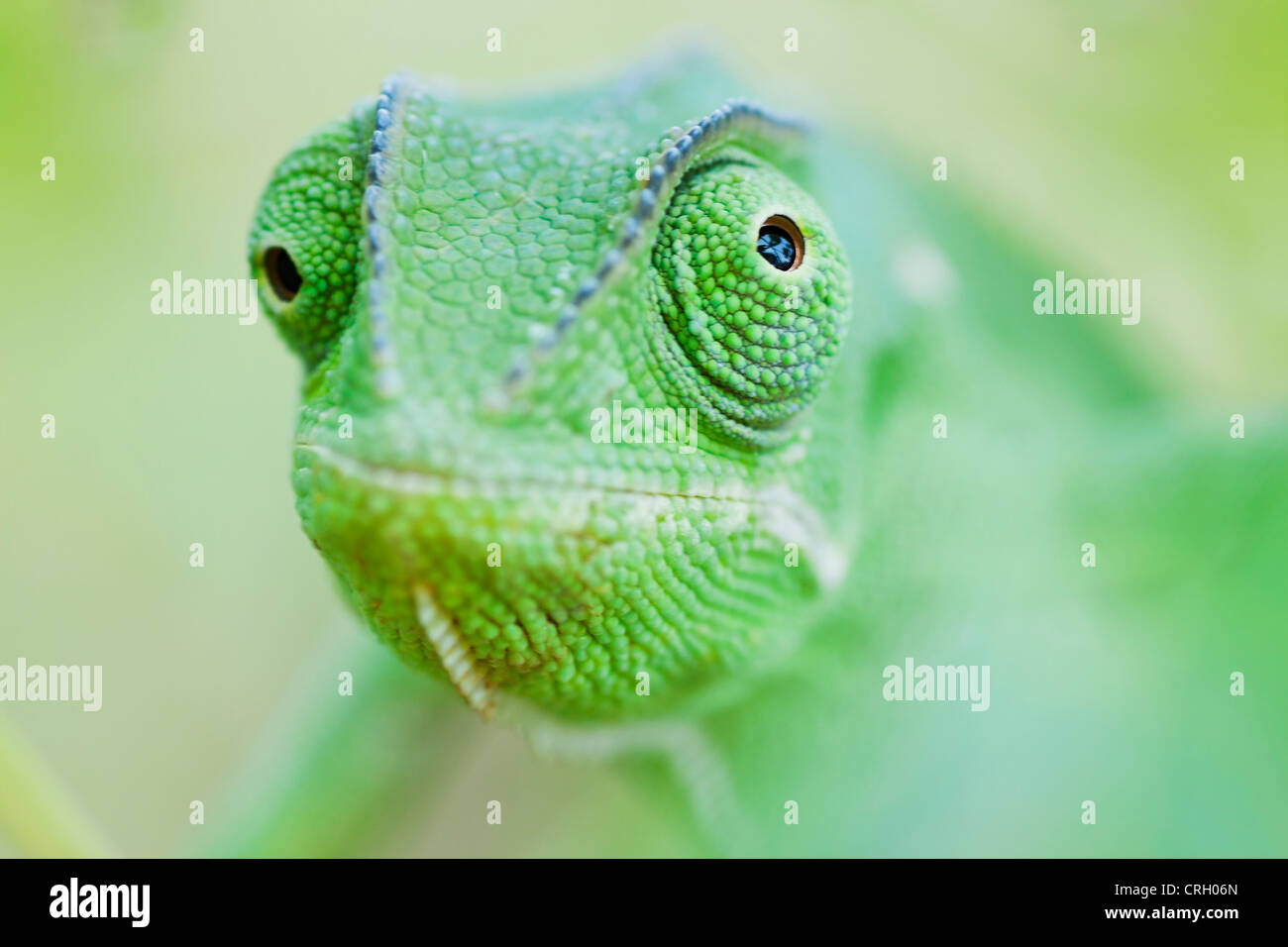 Green chameleon looking in opposing directions Stock Photo