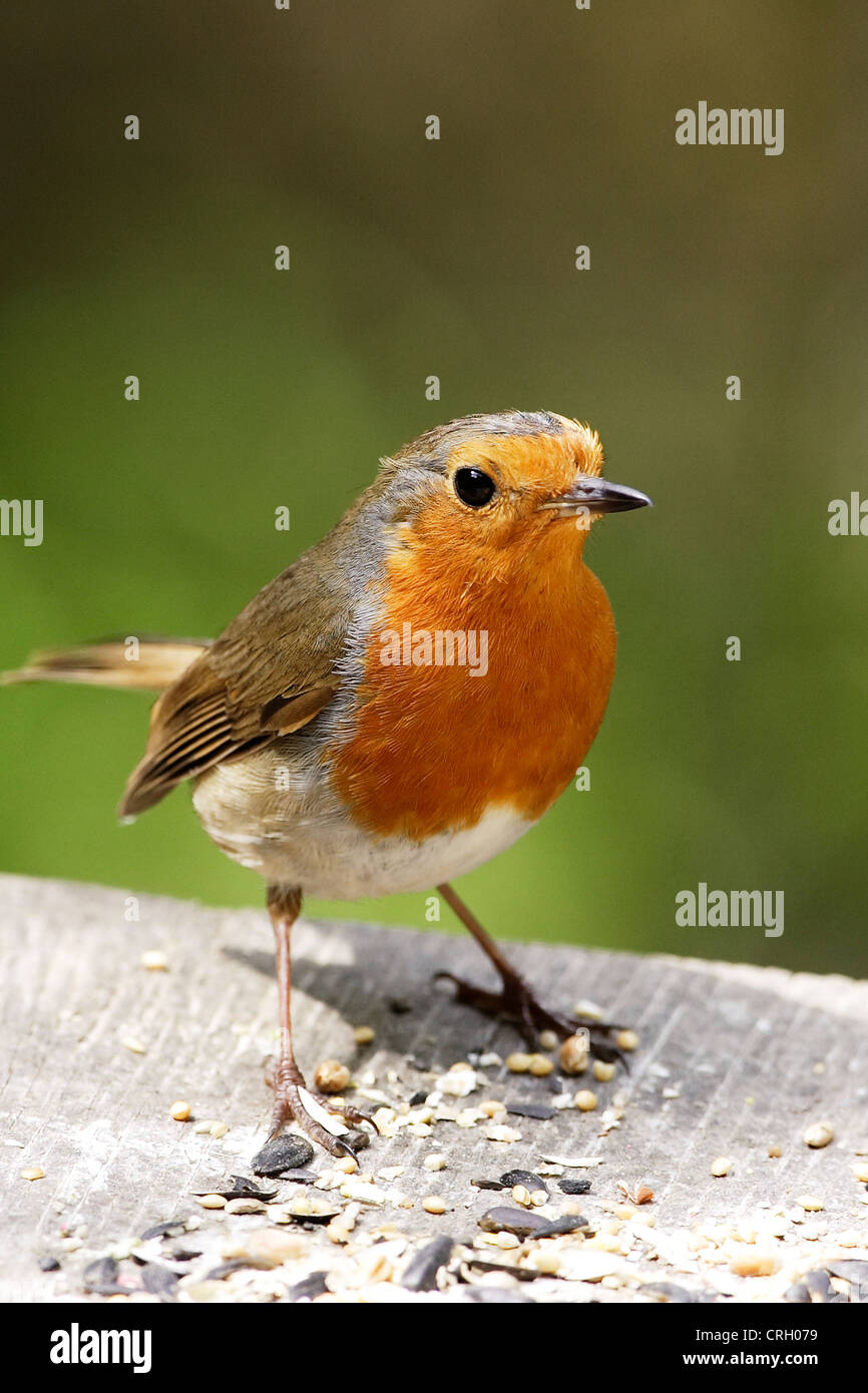 A Robin (Erithacus rubecula) perched alertly on a feeding table. Stock Photo