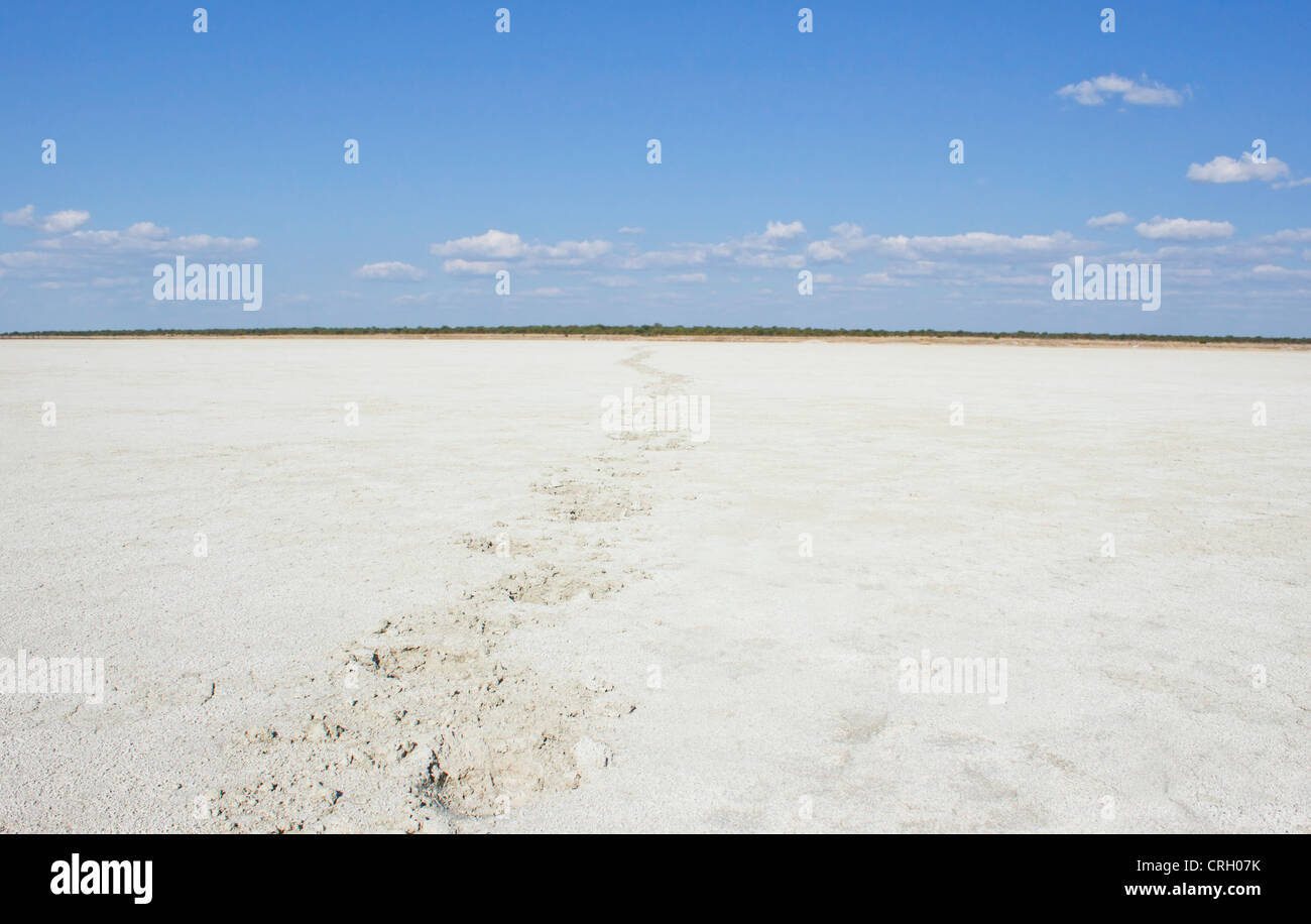 Animal footprints trail in a dry salt bed Stock Photo