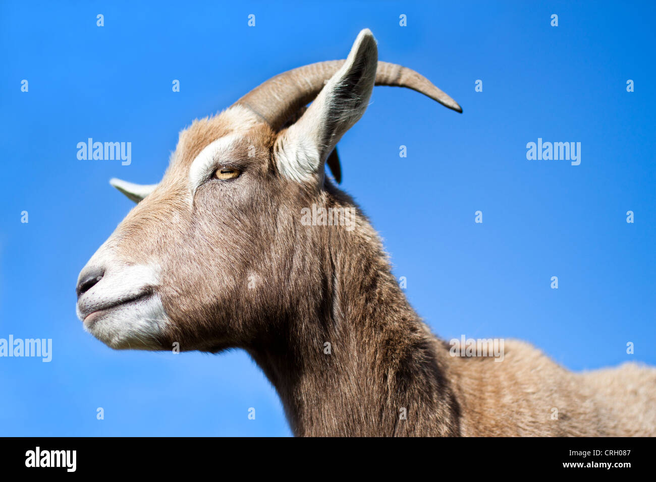 Goat standing side profile with blue sky background Stock Photo