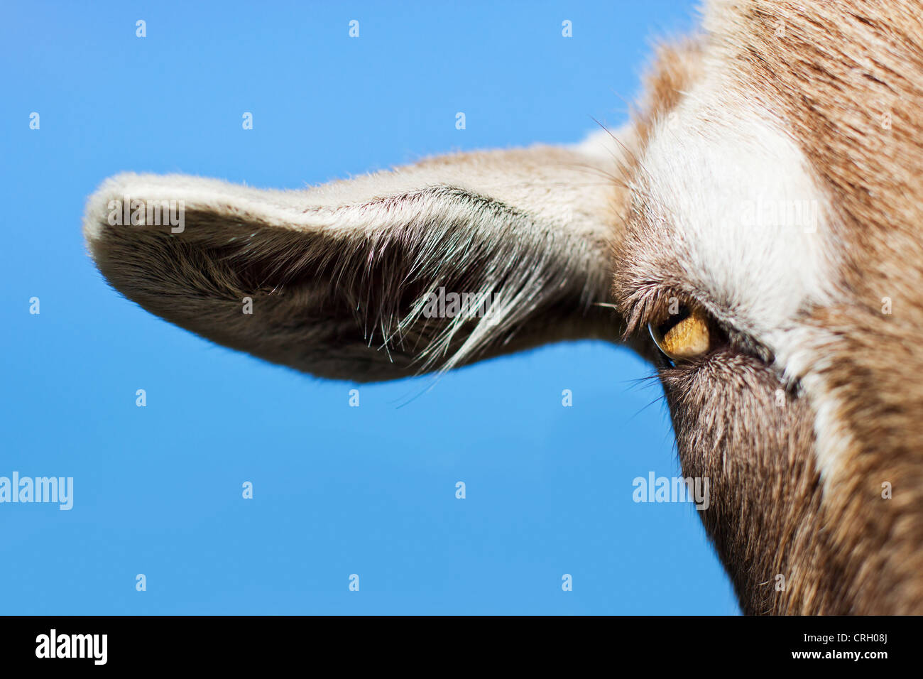 Portrait of goat's face, eye & ear Stock Photo