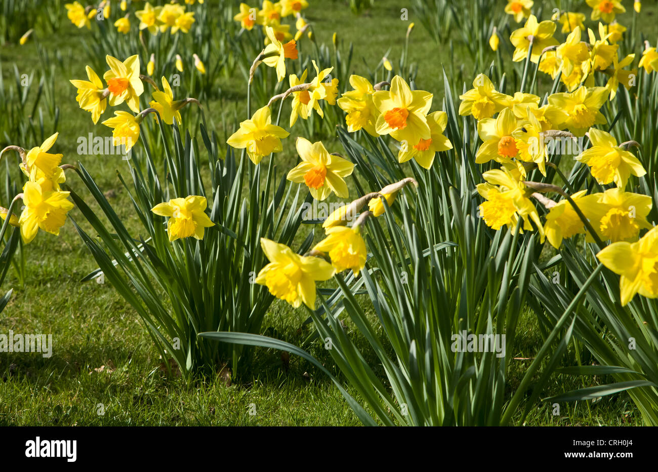 Naturalised daffodils growing through grassland yellow flowers hires