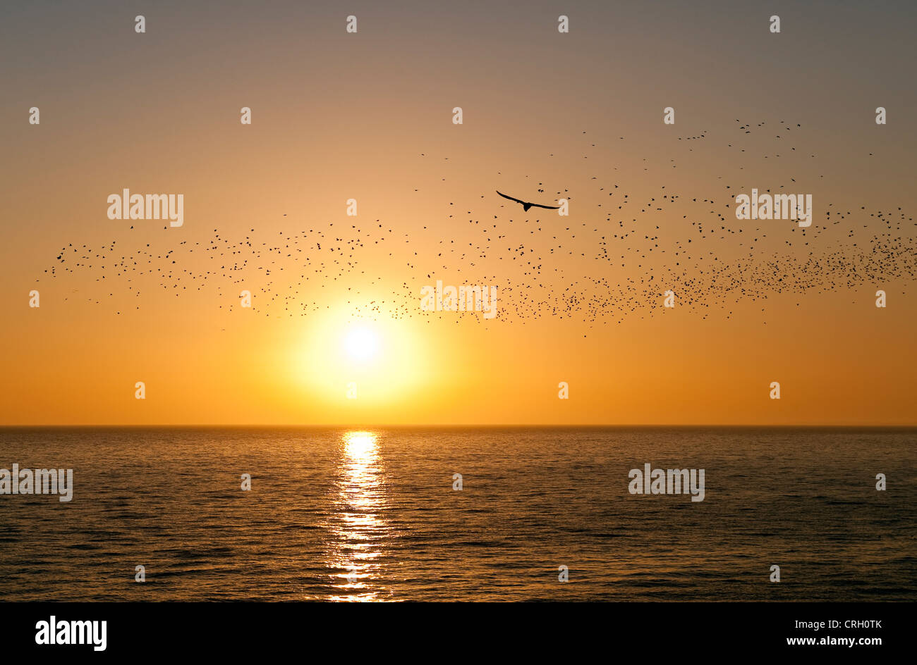 A mumuration of starlings seen over the sea against a setting sun from Brighton Pier, Sussex, UK, in late winter Stock Photo