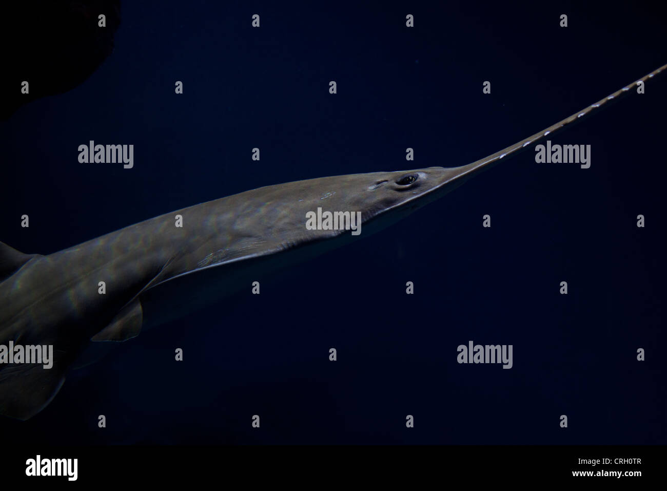 Green Saw Fish Swimming Stock Photo Alamy