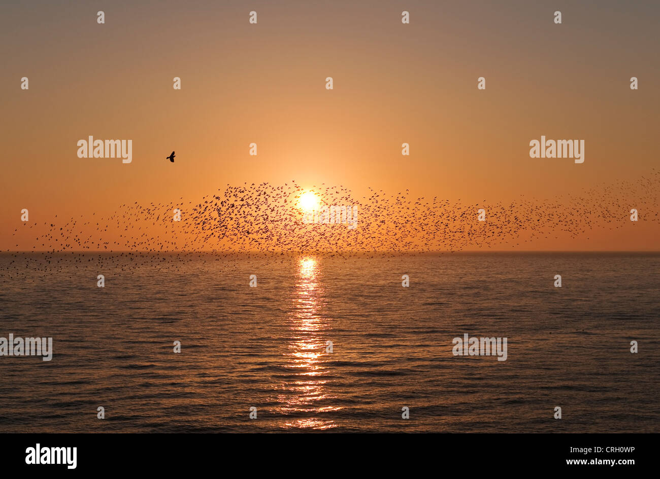 A mumuration of starlings seen over the sea against a setting sun from Brighton Pier, Sussex, UK, in late winter Stock Photo