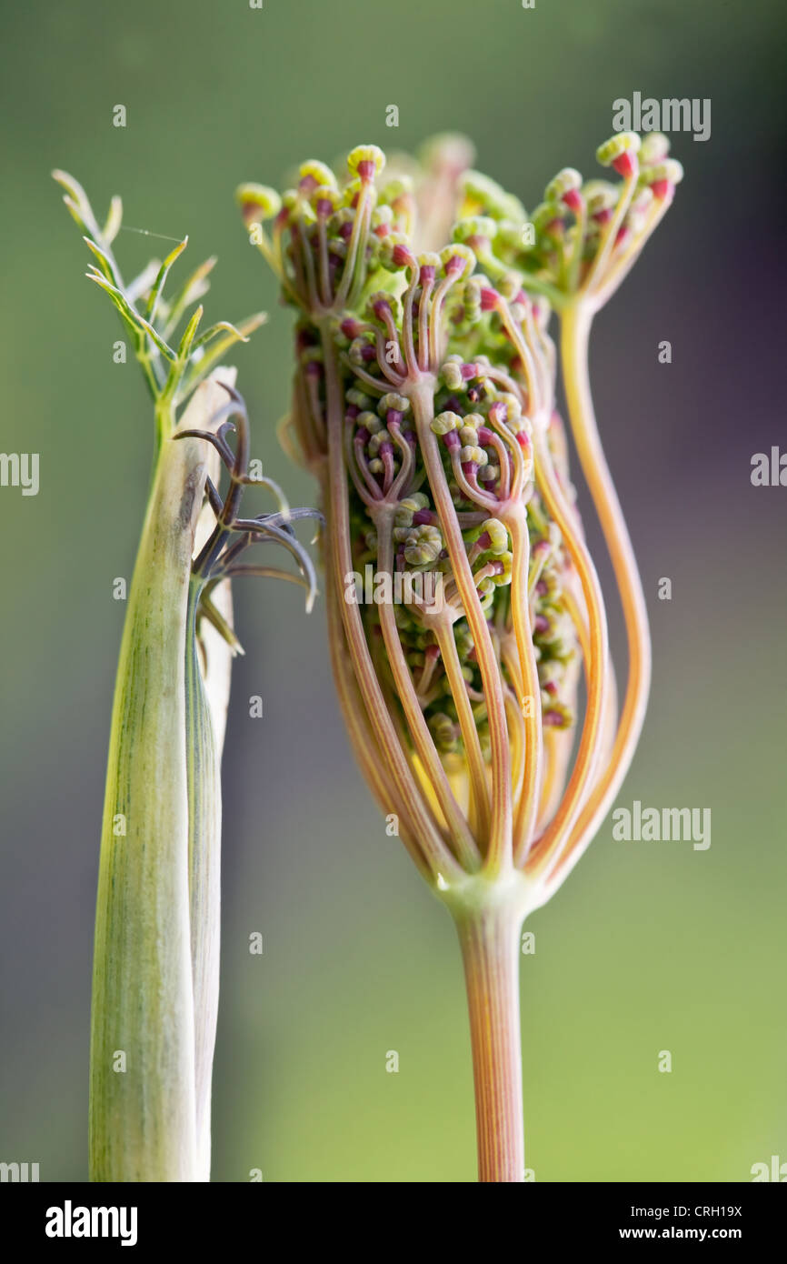 Foeniculum vulgare 'Purpureum', Fennel, Bronze fennel leaves opening out. Stock Photo