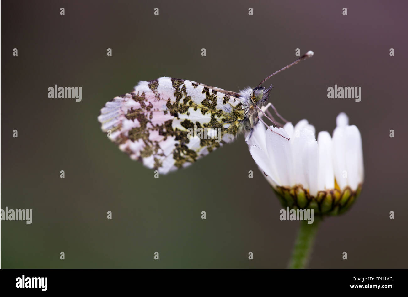 Leucanthemum vulgare, Daisy, Ox-eye daisy Stock Photo