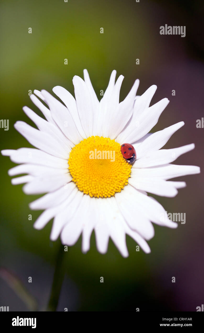 Bellis perennis, Daisy, Lawn daisy Stock Photo
