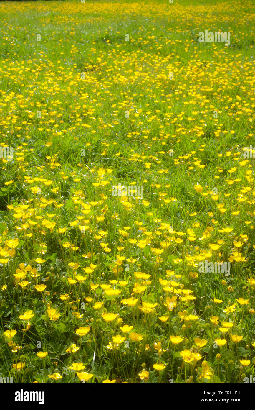 Rananculus repens, Buttercup, Creeping buttercup Stock Photo