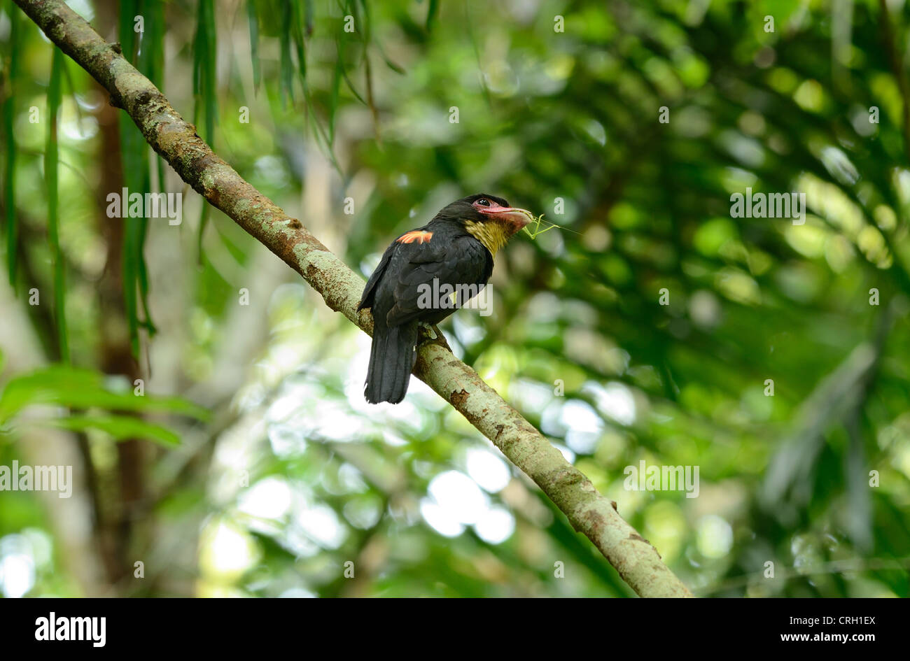 beautiful dusky broadbill resting on branch in forest of Thailand Stock Photo