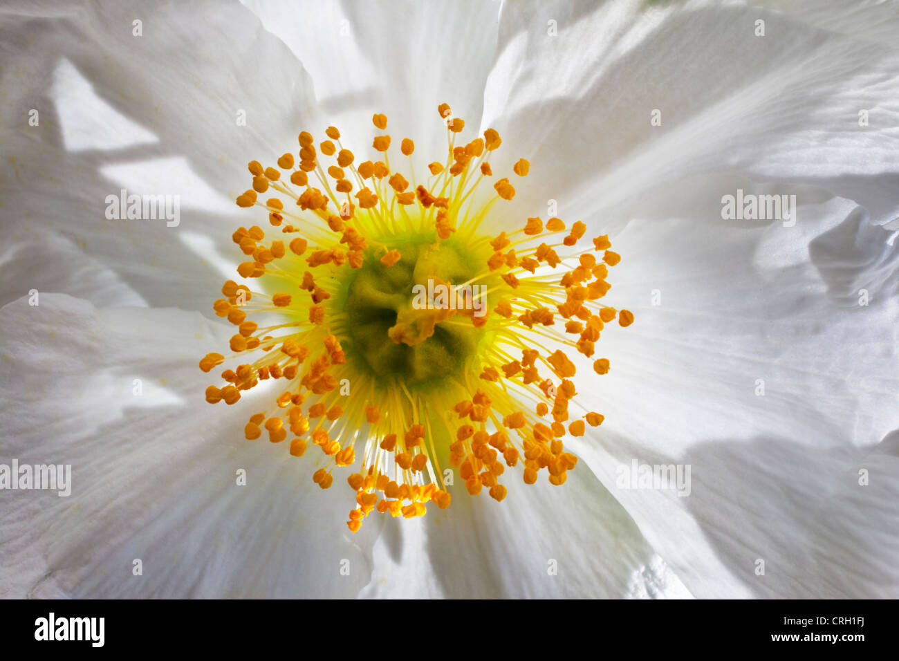 Carpenteria californica, Anemone, Tree anemone Stock Photo Alamy