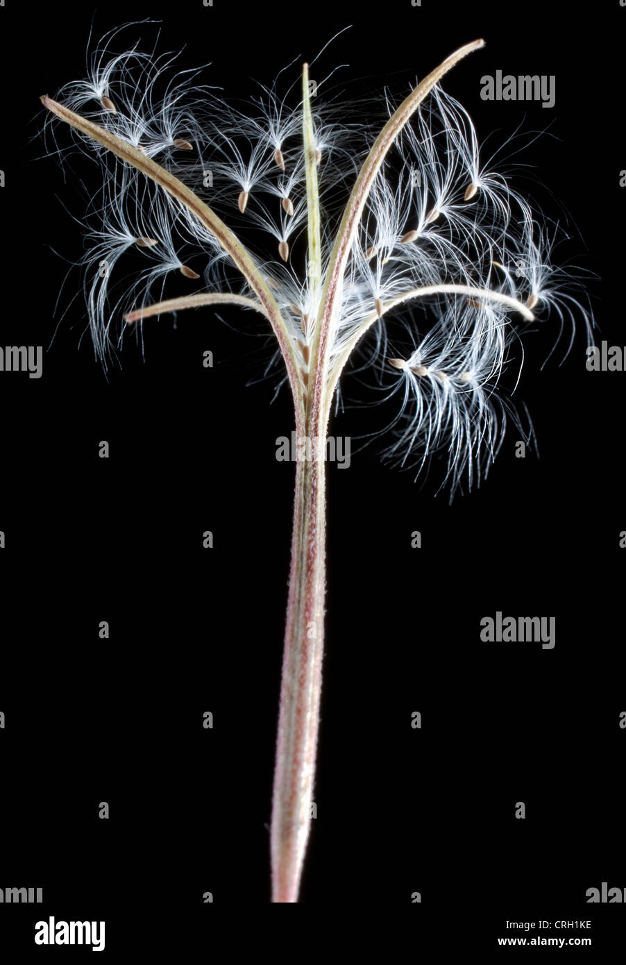 Epilobium montanum, Willowherb, Broadleaved willowherb Stock Photo