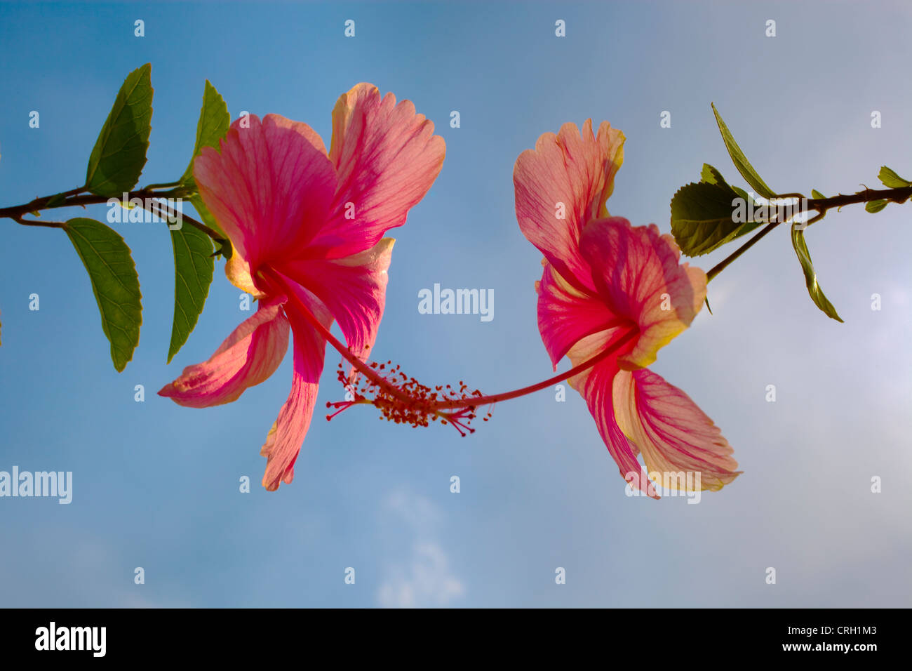 Hibiscus rosa-sinensis, Rose mallow, Two red flowers with entwined stigma against a blue sky. Stock Photo