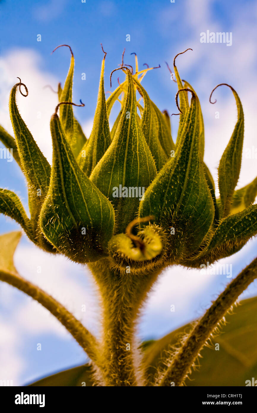 Helianthus annuus 'Russian Giant', Sunflower Stock Photo Alamy