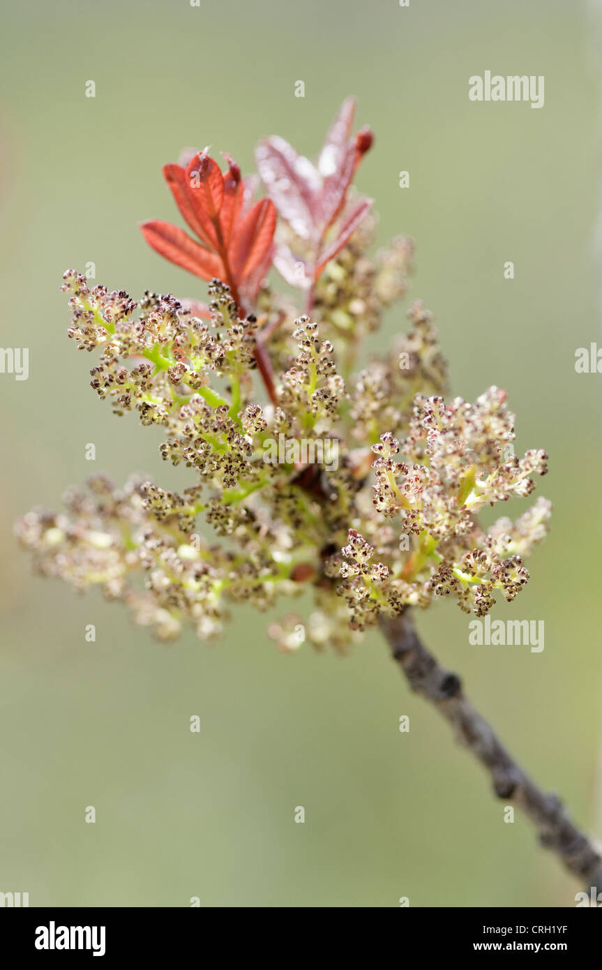 Fraxinus augustifolia 'Claret', Ash Stock Photo