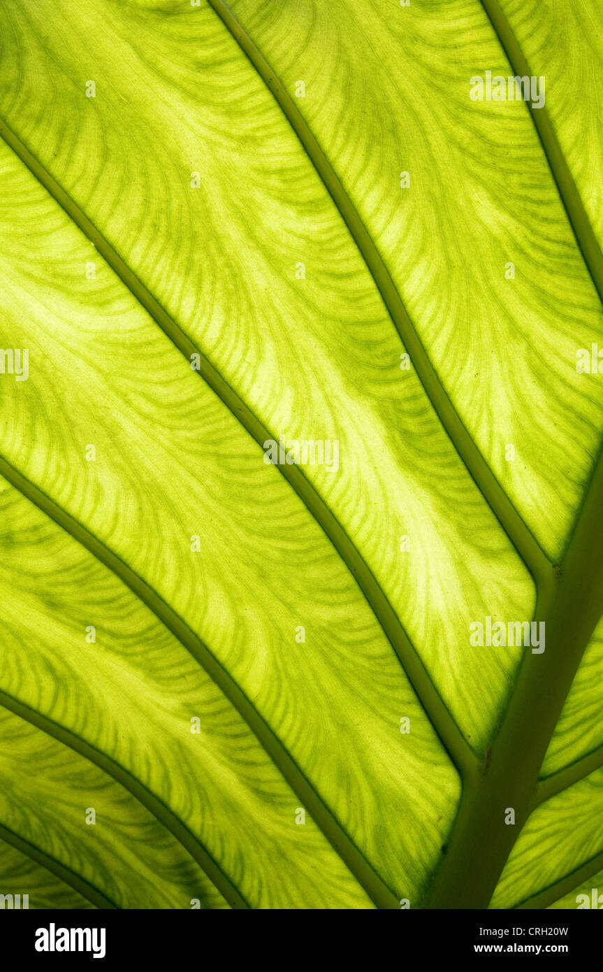 Xanthosoma 'Lime Zinger', Elephant ear Stock Photo Alamy
