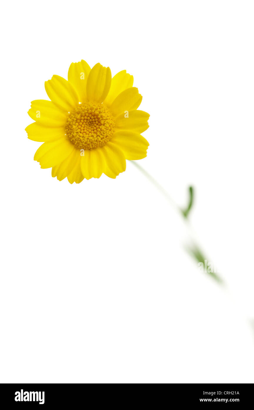 Anthemis tinctoria, Yellow chamomile Stock Photo