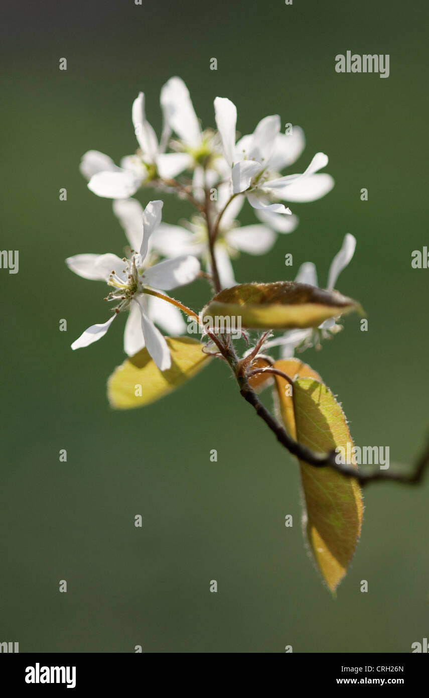 Amelanchier lamarckii, Snowy mespilus, white flower cluster on the end of a branch. Stock Photo