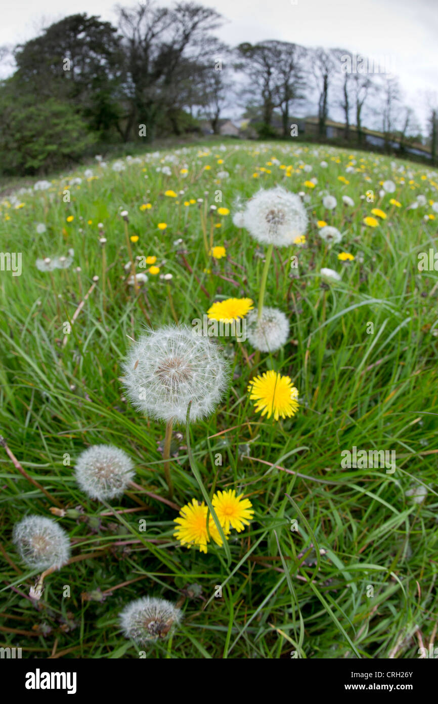 Dandelions; Taraxacum officinale; meadow; Cornwall; UK; with fish eye lens Stock Photo