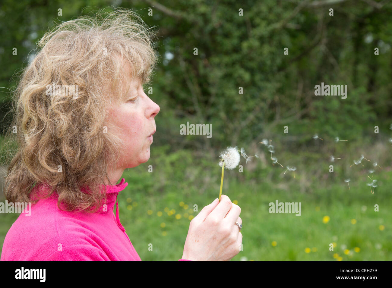 Dandelion Clock being Blown; woman Stock Photo