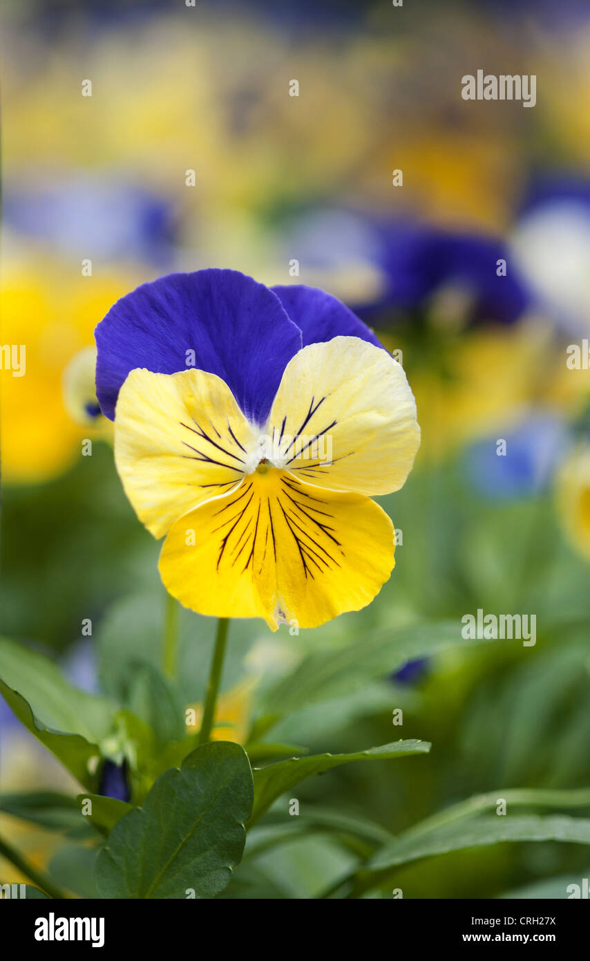 Viola tricolor viola tricolor hires stock photography and images Alamy