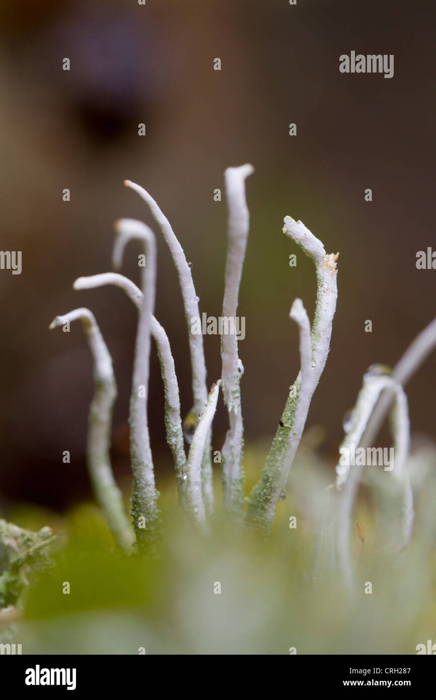 Lichen; Cairngorm; Scotland Stock Photo