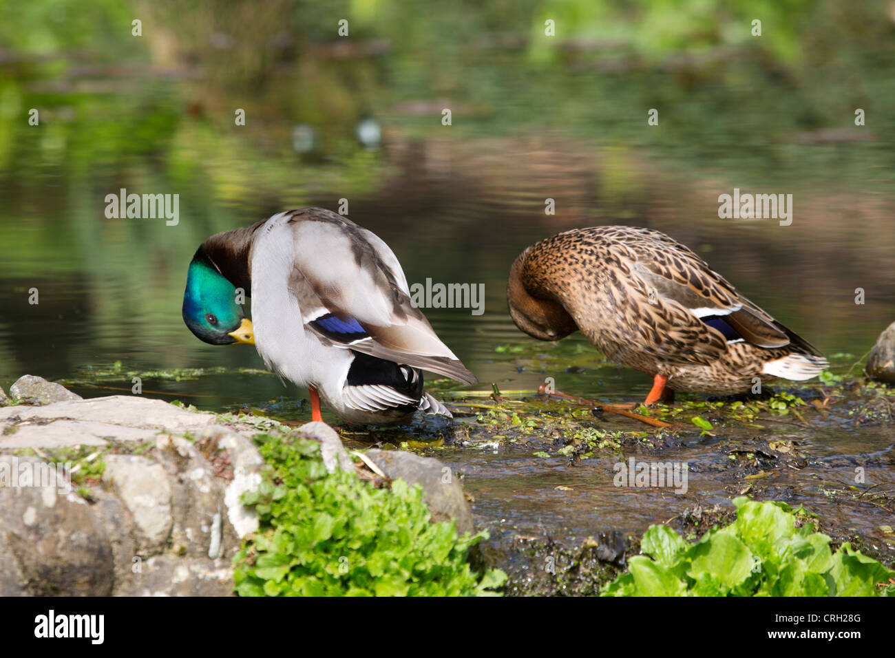 Mallards; Anas platyrhynchos; pair preening; UK Stock Photo