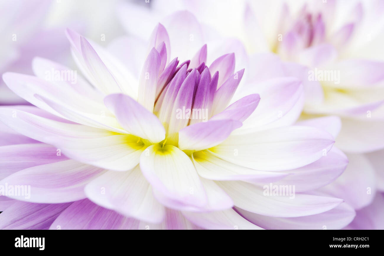 Dahlia 'Sandia Melody', Dahlia Stock Photo