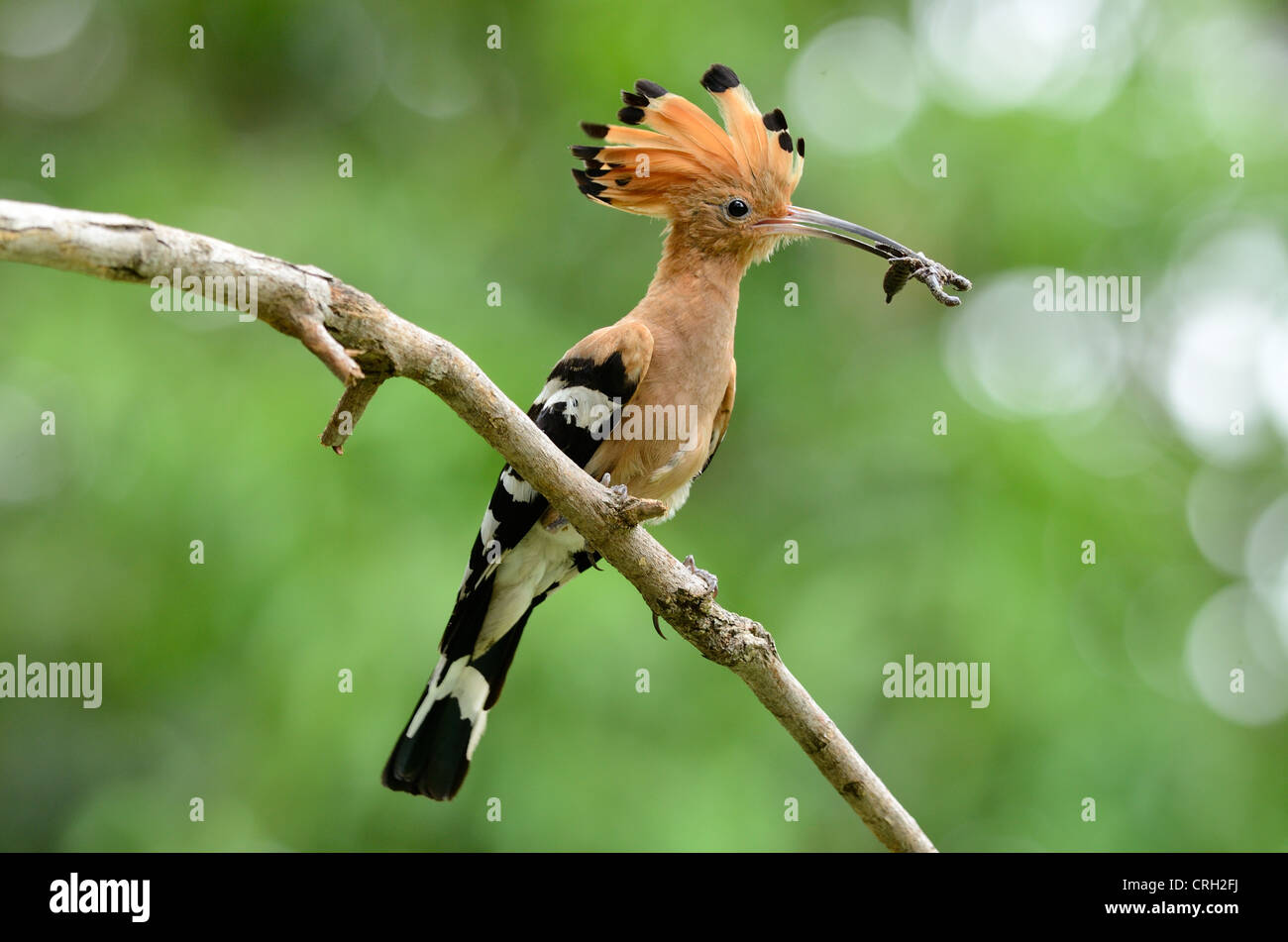 beautiful eurasian hoopoe (Upupa epops) with scorpion on branch Stock Photo