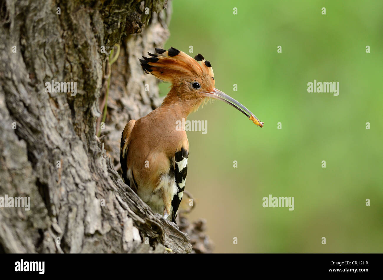 Uppan Insect beautiful eurasian hoopoe (Upupa epops) with insect larva Stock Photo ...