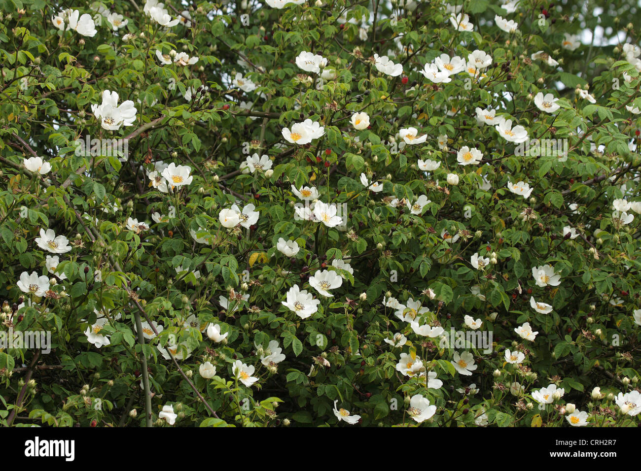 Field Roses (Rosa arvensis) Stock Photo