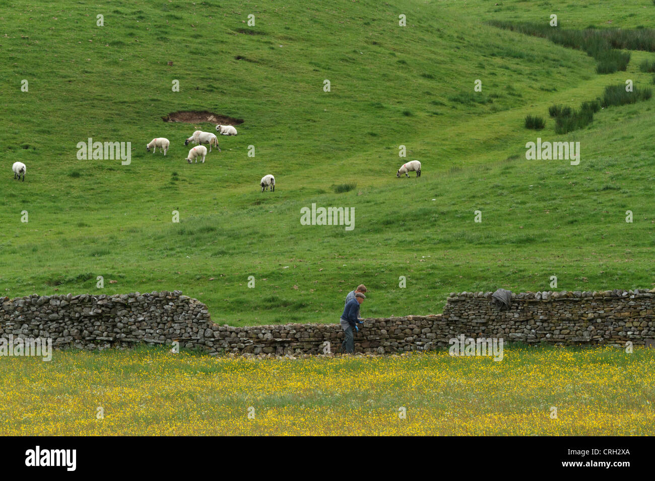 Men repairing a dry stone wall in Wensleydale, North Yorkshire Stock Photo