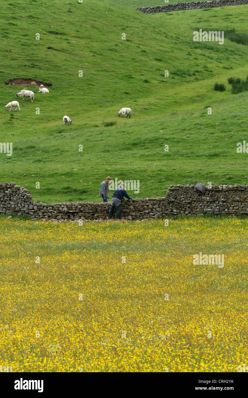 Men repairing a dry stone wall in Wensleydale, North Yorkshire. Stock Photo