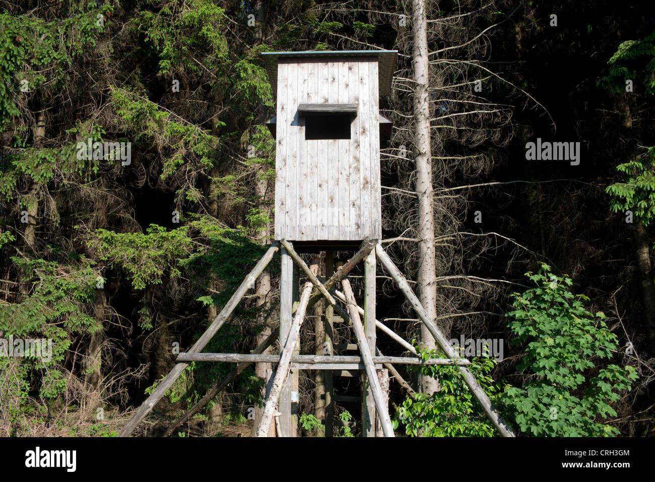 Perch in trees hires stock photography and images Alamy
