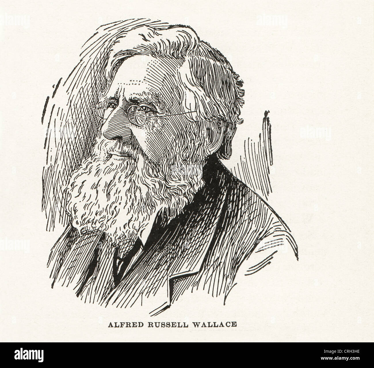Vintage engraving of Alfred Russell Wallace,1822-1913, English naturalist. Stock Photo