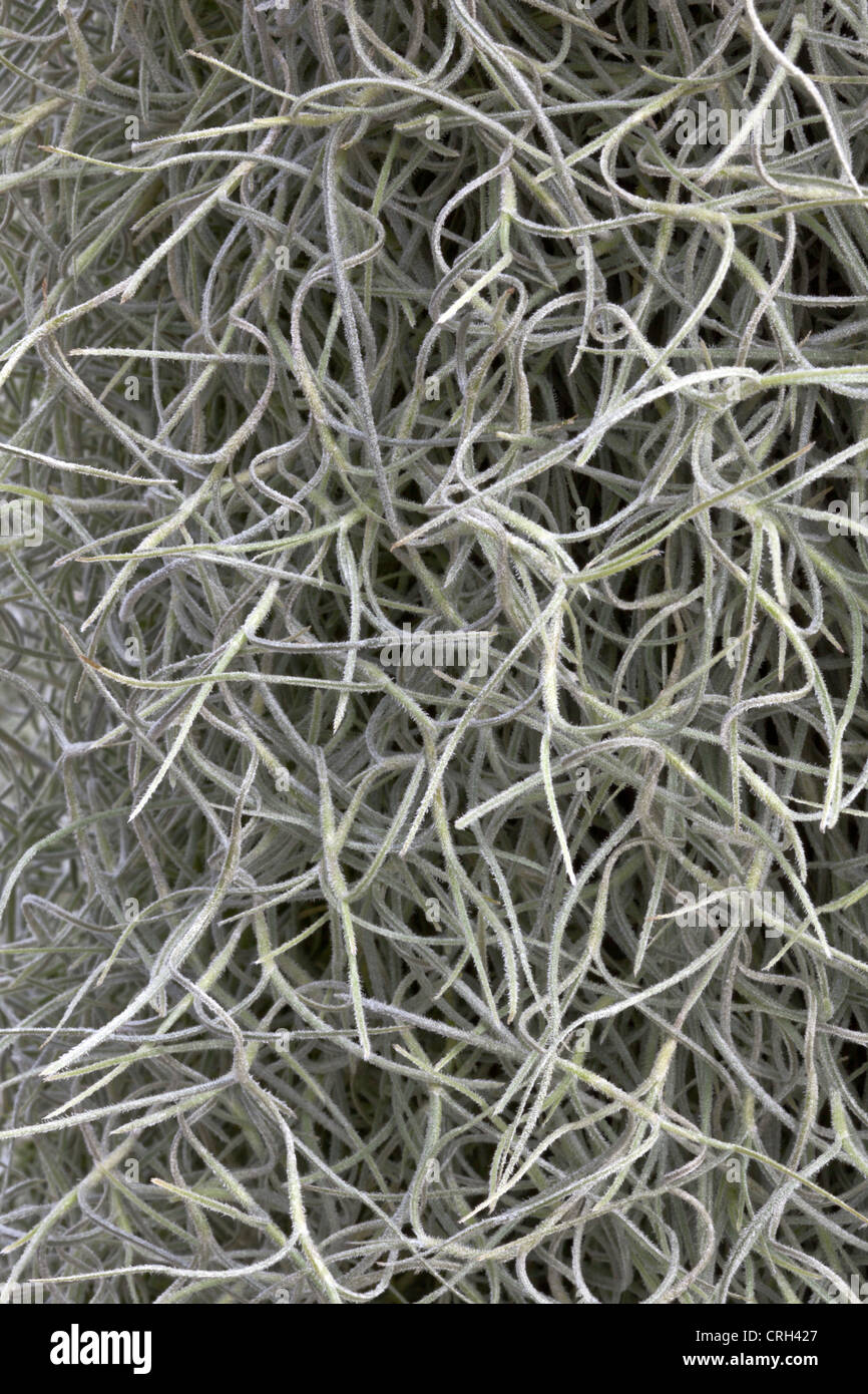 Spanish Moss 'Tillandsia usneoides', flowering plant that grows upon larger trees, most commonly Southern Live Oak. Stock Photo