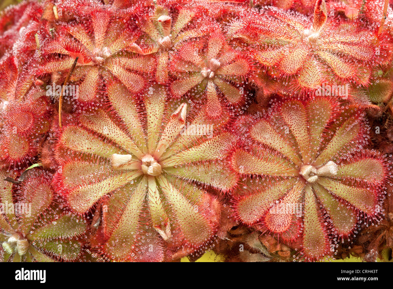 Drosera Sundew growing, carnivorous plant. Stock Photo