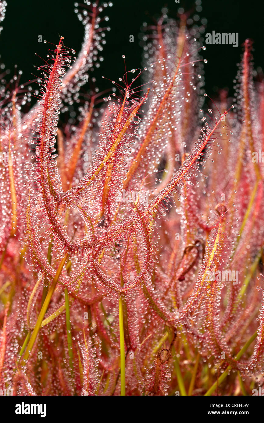Drosera binata, carnivorous plants. Stock Photo