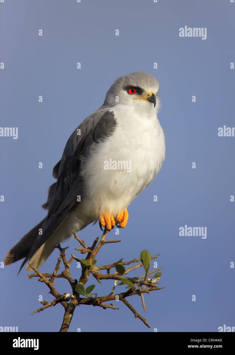 Black-Shouldered Kite - Elanus caeruleus Stock Photo